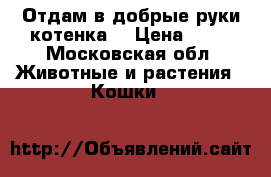 Отдам в добрые руки котенка  › Цена ­ 10 - Московская обл. Животные и растения » Кошки   